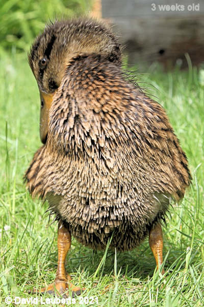 Mallard Duck Cleaning them feathers 3:50am 19th May 2021