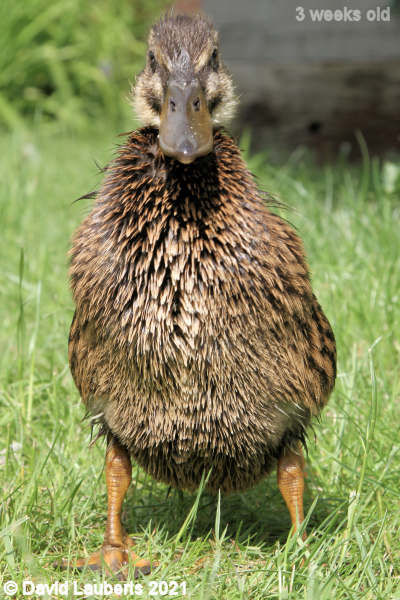Mallard Duck Staring you down 3:50pm 19th May 2021