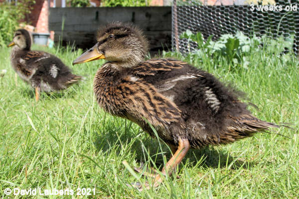 Mallard Duck Donald getting a big boy 3:54am 19th May 2021