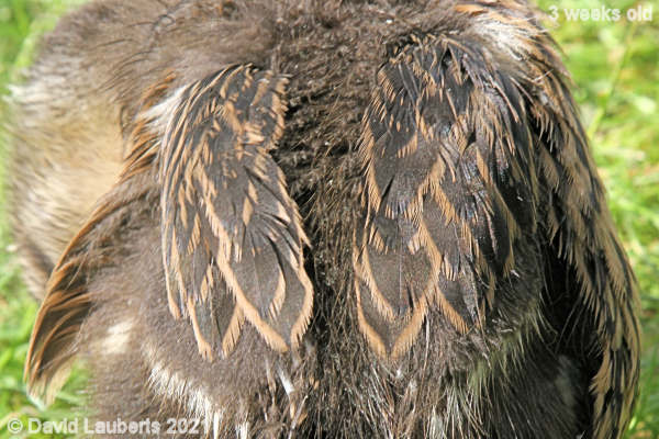 Mallard Duck My Angel wings 3:55am 19th May 2021