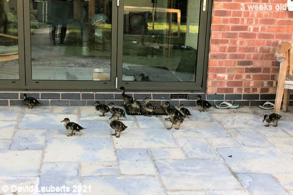 Mallard Duck Still longing for the inside 7:52pm 19th May 2021