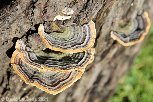 Mallard Duck Mushrooms for breakfast? 4:18pm 17th May 2021