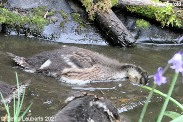 Mallard Duck Getting a muddy face 12:03pm 20th May 2021