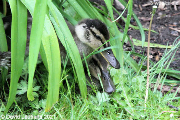 Mallard Duck Lets hide in here 12:04pm 20th May 2021
