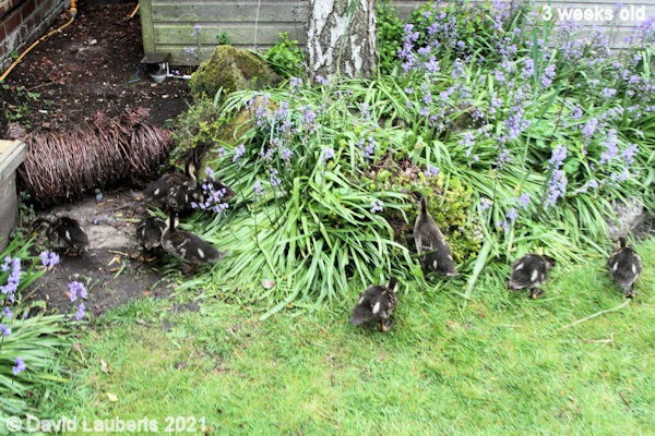 Mallard Duck Raiding the Bluebells 12:04pm 20th May 2021