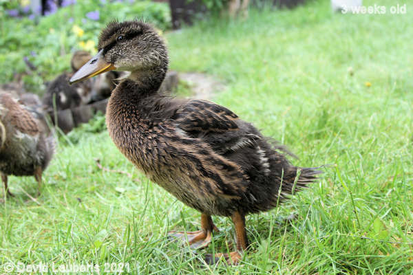 Mallard Duck Donalds wing feathers coming further out 2:24pm 20th May 2021