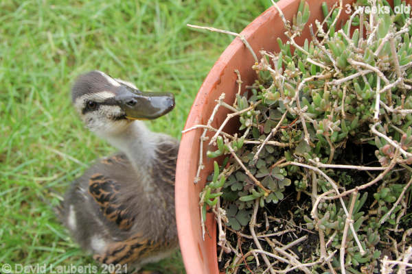 Mallard Duck How do you get up there? 2:26pm 20th May 2021