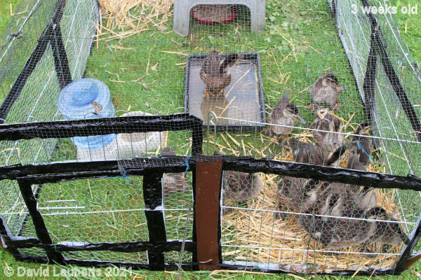 Mallard Duck Getting ready for an outing 10:25am 21st May 2021
