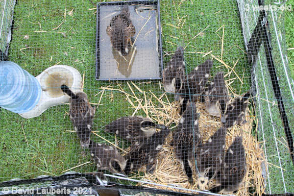 Mallard Duck Birds eye view 10:35am 21st May 2021