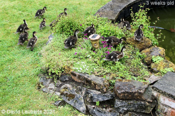 Mallard Duck Short cut over the rockery 10:36am 21st May 2021