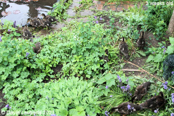 Mallard Duck Foraging in the undergrowth 10:44am 21st May 2021