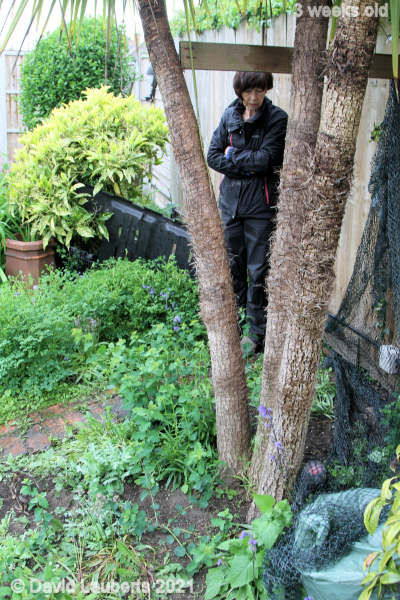 Mallard Duck Guard duty 10:44am 21st May 2021