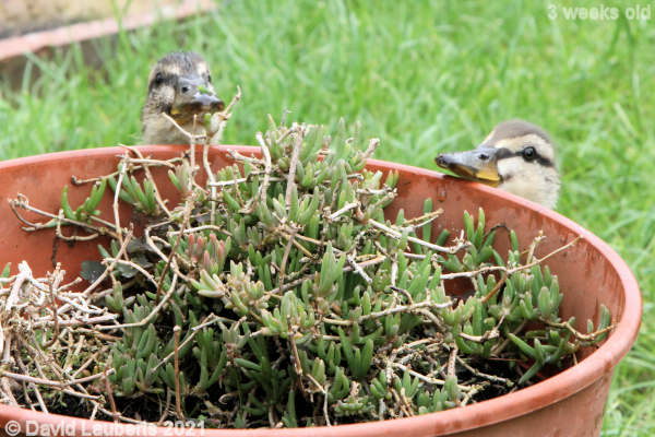 Mallard Duck That looks tasty 10:49am 21st May 2021