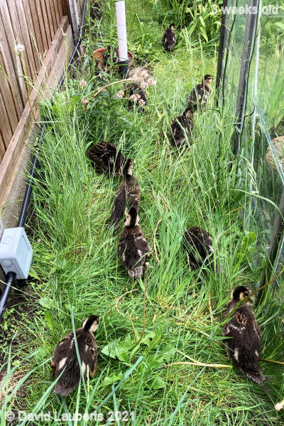 Mallard Duck Foraging trail 10:58am 21st May 2021