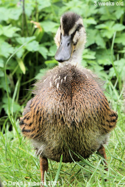 Mallard Duck I look good 1:06pm 21st May 2021