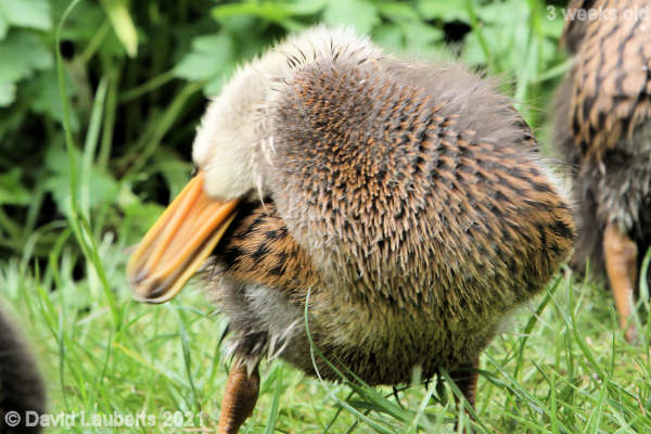 Mallard Duck Bet you can't do this 5:05pm 5th May 2021