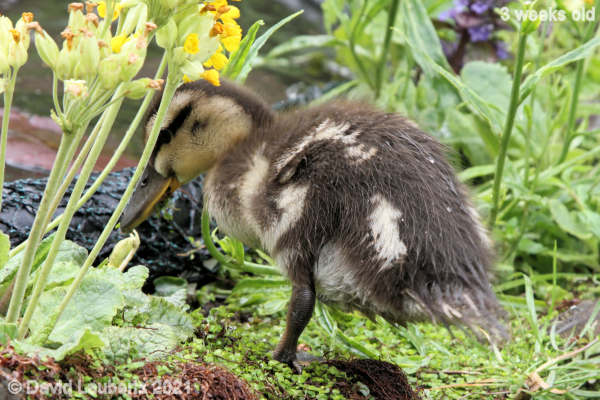 Mallard Duck Baby in the flowers 1:07pm 21st May 2021