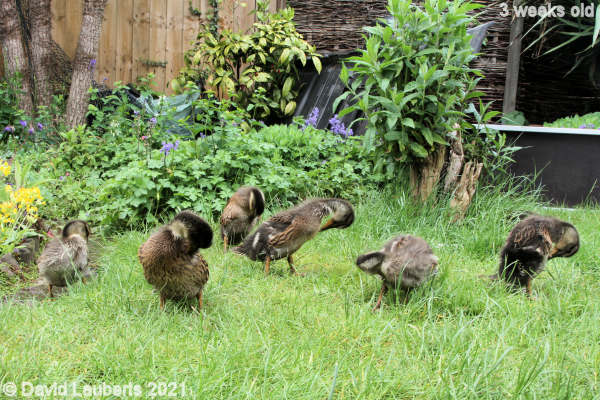 Mallard Duck Preening time 1:08pm 21st May 2021