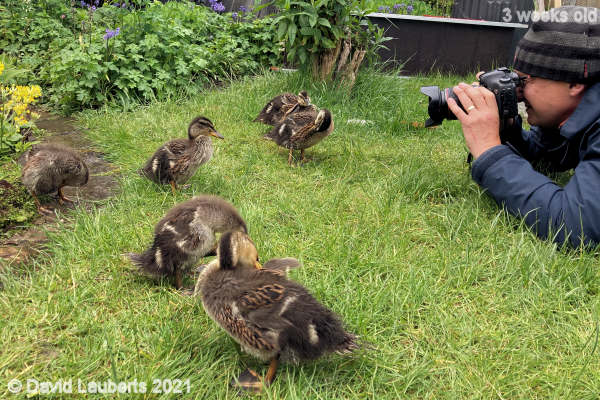 Mallard Duck Smile 1:08pm 21st May 2021