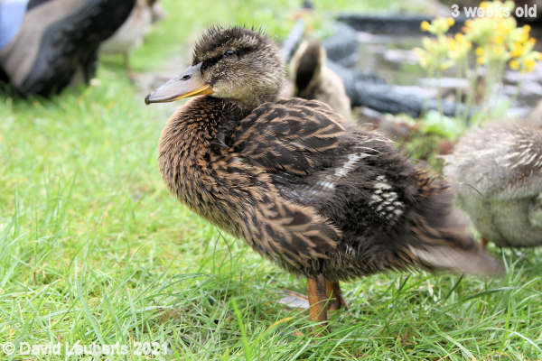 Mallard Duck Donald showing his wing pin feathers 1:09pm 21st May 2021