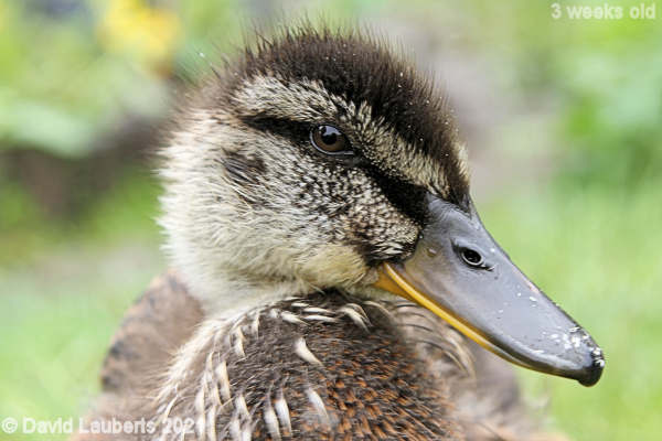 Mallard Duck Look me in the eye 1:10pm 21st May 2021