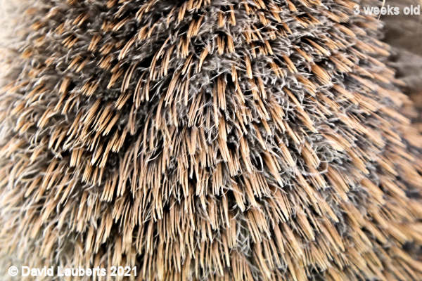 Mallard Duck Chest feathers 1:10pm 21st May 2021