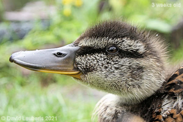 Mallard Duck Straight lines 1:11pm 21st May 2021