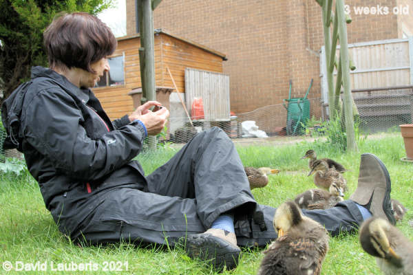 Mallard Duck Posing for the camera 1:11pm 21st May 2021