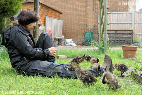 Mallard Duck Ducks can't jump some barriers 1:12pm 21st May 2021