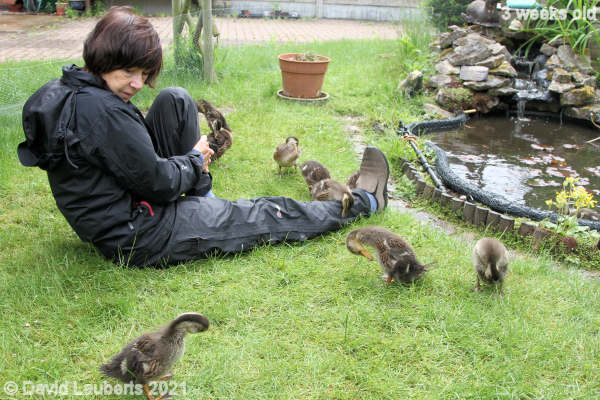 Mallard Duck I'll get over while she's not looking 1:12pm 21st May 2021