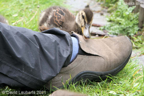 Mallard Duck What this on your foot for? 1:12pm 21st May 2021