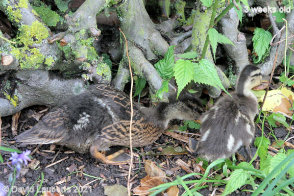 Mallard Duck Checking for slugs 10:37am 22nd May 2021