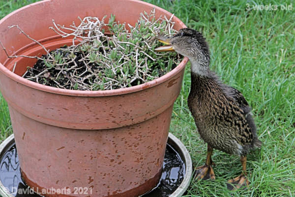 Mallard Duck Looks Tasty 10:42am 22nd May 2021