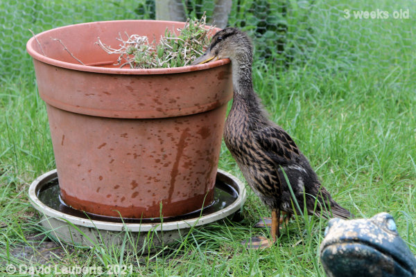 Mallard Duck If I Stretch my neck... 10:43am 22nd May 2021