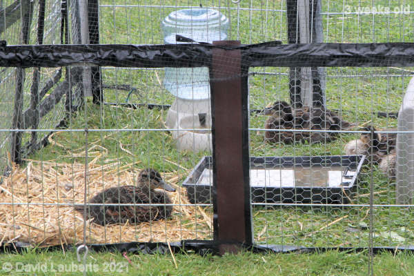 Mallard Duck This straw's comfy 12:24pm 22nd May 2021