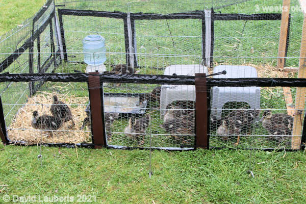 Mallard Duck The natives are getting restless 12:28pm 22nd May 2021