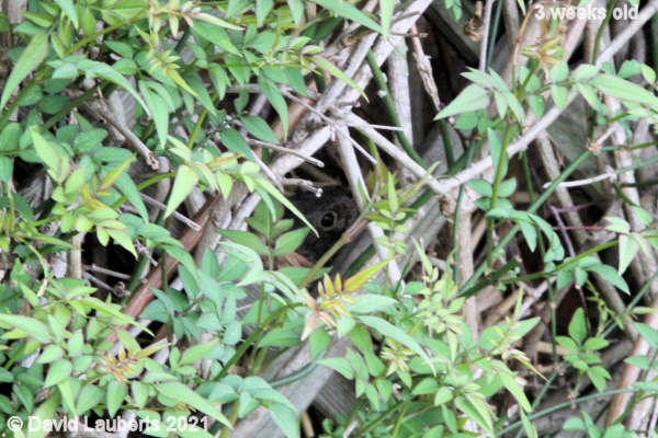 Mallard Duck Mrs Blackbird on her second nest 12:42pm 22nd May 2021