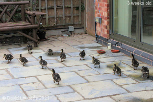 Mallard Duck Patio running 12:43pm 22nd May 2021
