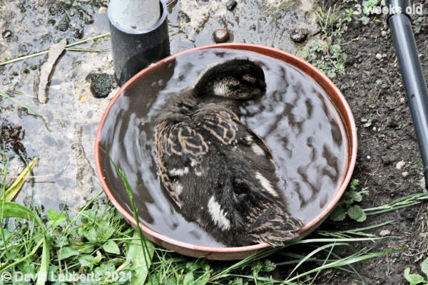 Mallard Duck Pools a bit small 12:44pm 22nd May 2021
