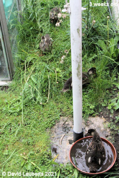 Mallard Duck Foraging by the flagpole 12:44pm 22nd May 2021