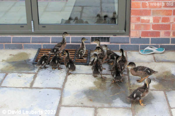 Mallard Duck They still want to come inside 12:47pm 22nd May 2021