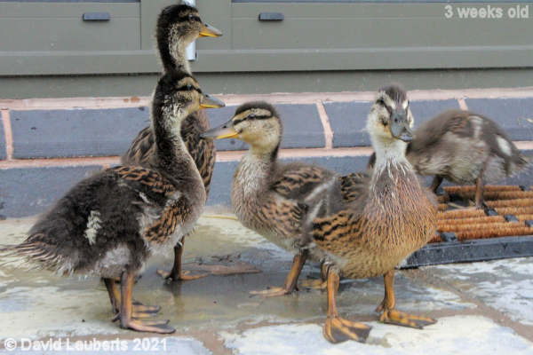 Mallard Duck If we stand here long enough... 12:48pm 22nd May 2021