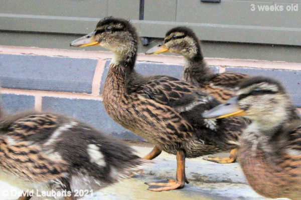 Mallard Duck Getting fed up, lets go swimming 12:48pm 22nd May 2021