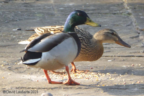 Mallard Duck 2016 Duck visit