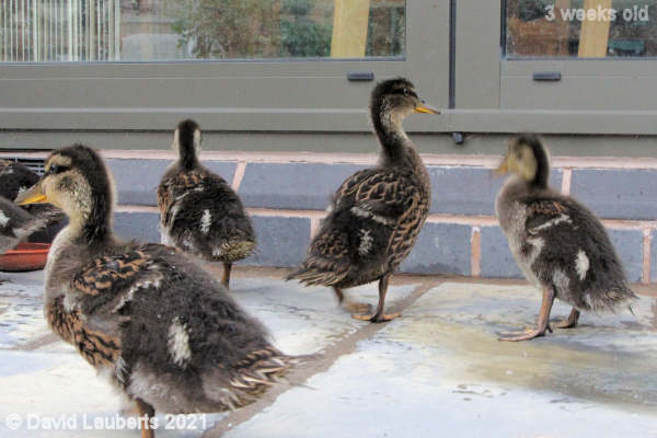 Mallard Duck I'm sure they will let us in really 12:48pm 22nd May 2021