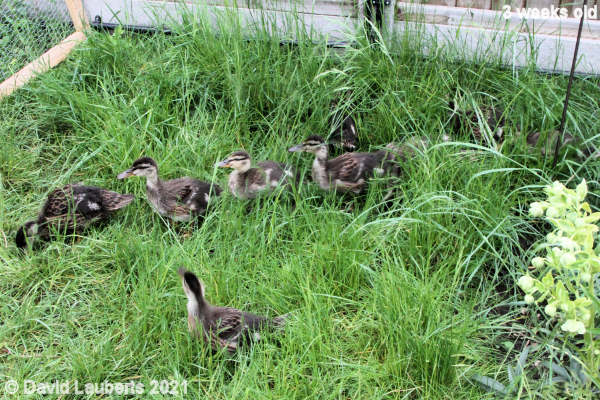 Mallard Duck Ploughing through the jungle 12:50pm 22nd May 2021