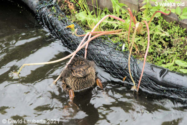 Mallard Duck Bottoms up! 12:37pm 22nd May 2021