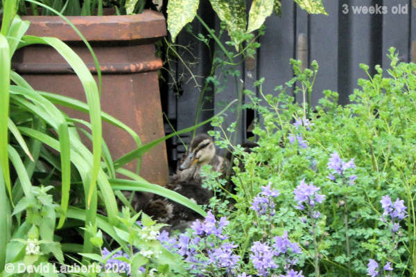 Mallard Duck Lost in the wilderness 12:53pm 22nd May 2021