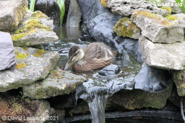 Mallard Duck Close to the edge 12:57pm 22nd May 2021
