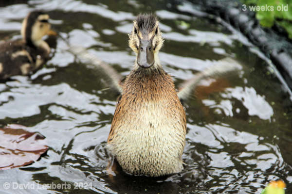Mallard Duck I want to take off! 12:59pm 22nd May 2021